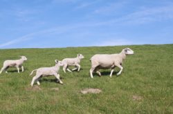 Sylter Lammfleisch vom Deichlamm